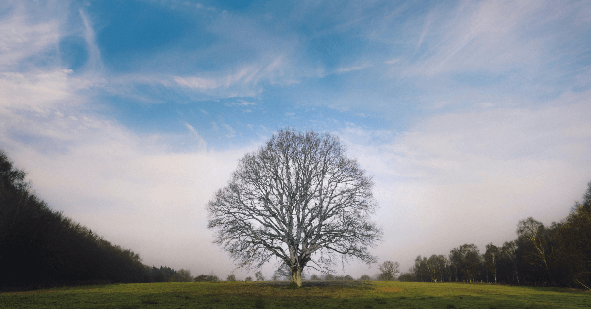 Generator drzew w Adobe Photoshop CC