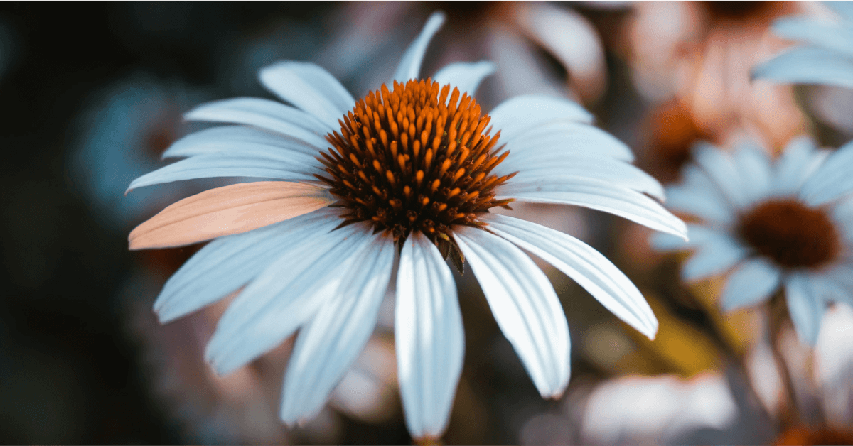 Photoshop - jak łatwo zmienić kolor wybranego elementu