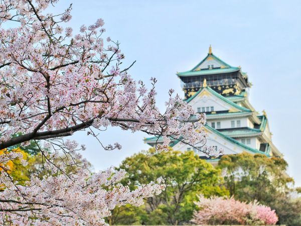 kwitnące drzewo wiśniowe i charakterystyczny japoński budynek - symbole Japonii